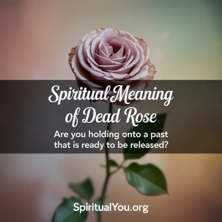 An artistic shot of a dried rose representing the spiritual meaning of endings and release. Text overlay asks if the viewer is holding onto a past that needs to be released. The image captures the beauty of the life cycle. The URL spiritualyou.org is displayed at the bottom.