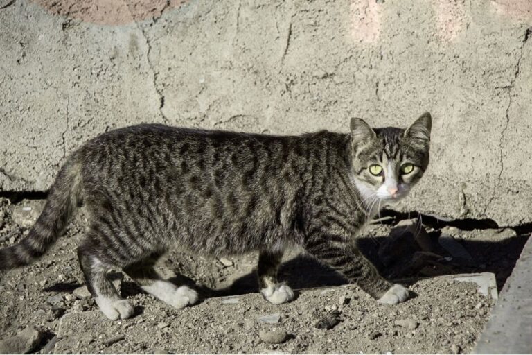 When a Stray Cat Chooses You Spiritual Meaning (What It Really Means)